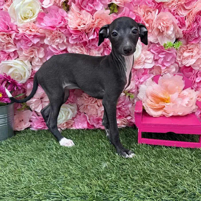 Female Italian Greyhound Puppy for Sale in Braintree, MA