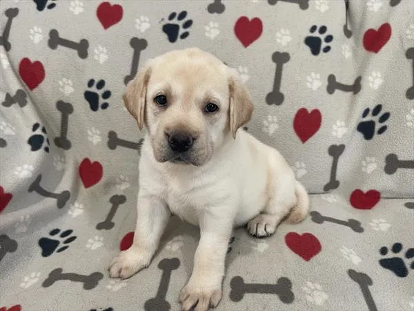 Female Labrador Retriever puppy named Celina for sale at Pet Express Saugus.