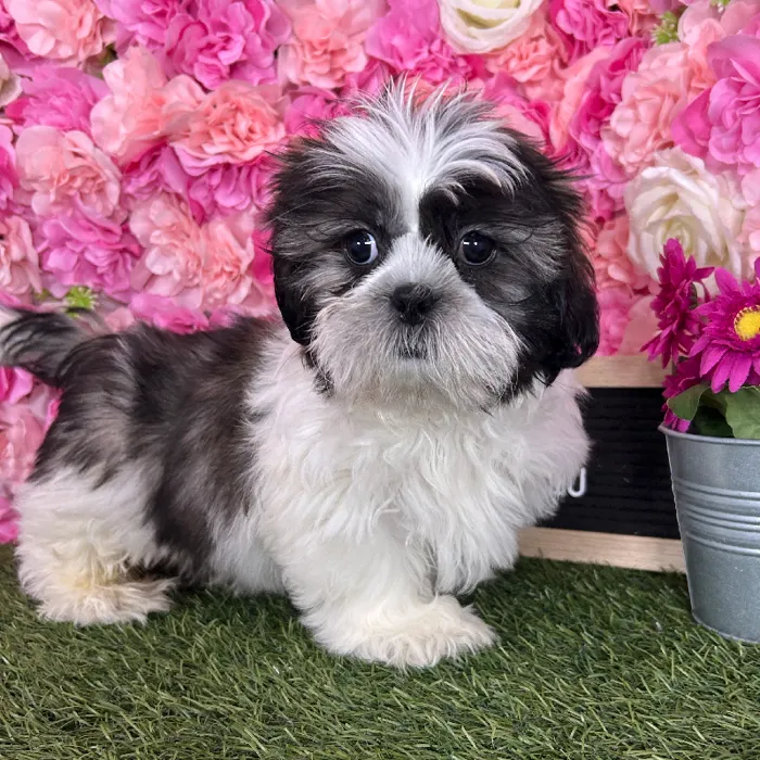 Male Shih Tzu puppy named Chepo for sale at Pet Express Braintree.