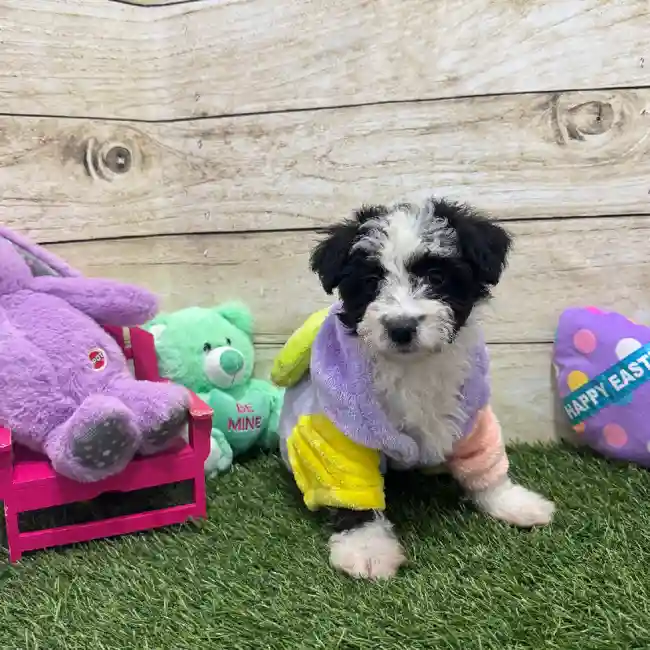 Female Aussiechon Puppy for Sale in Braintree, MA