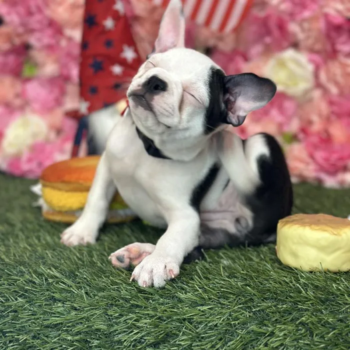 Female Froston Puppy for Sale in Saugus, MA