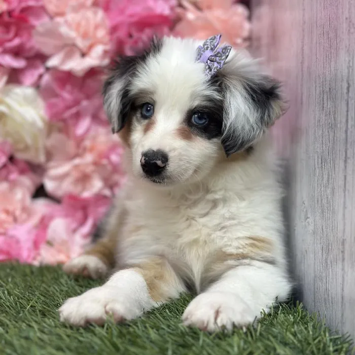 Female Miniature Australian Shepherd Puppy for Sale in Saugus, MA
