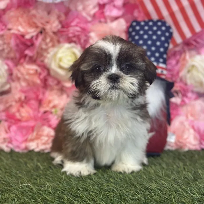 Male Shih Tzu Puppy for Sale in Saugus, MA