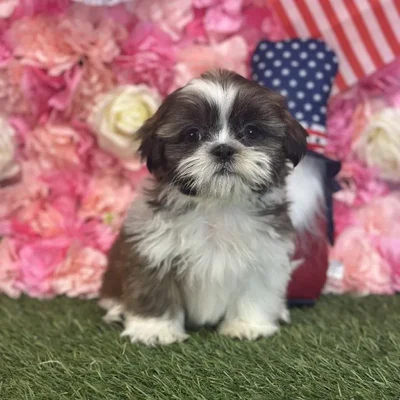 Male Shih Tzu Puppy for Sale in Saugus, MA