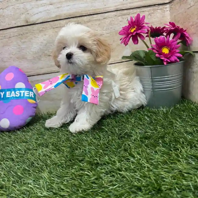 Female Yorkie-Poo 2nd Gen Puppy for Sale in Braintree, MA