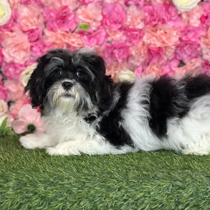 Male Lhatese puppy named Ritchie for sale at Pet Express Saugus.