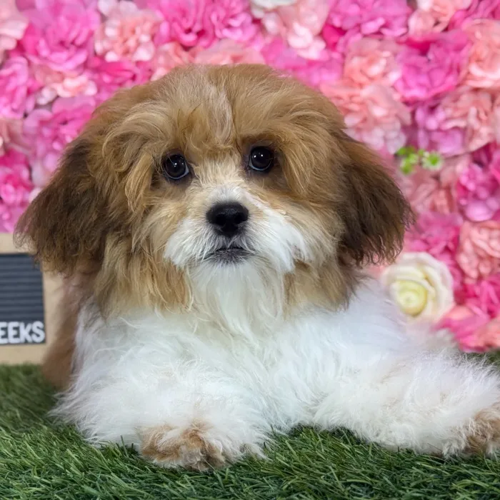 Male Lhasa-Poo puppy named Skipper for sale at Pet Express Saugus.