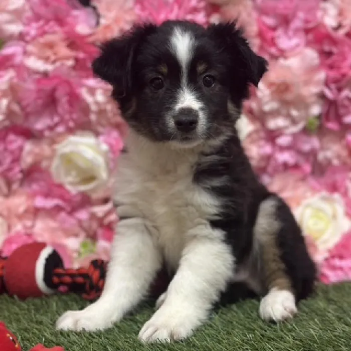 Male Toy Australian Shepherd Puppy for Sale in Saugus, MA