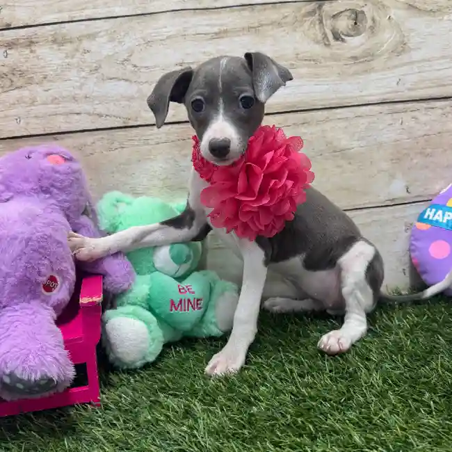Female Italian Greyhound Puppy for Sale in Braintree, MA