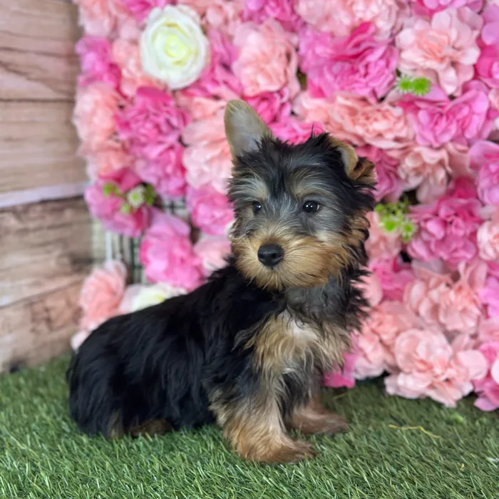 Male Silky Terrier puppy named Witwicky for sale at Pet Express Saugus.