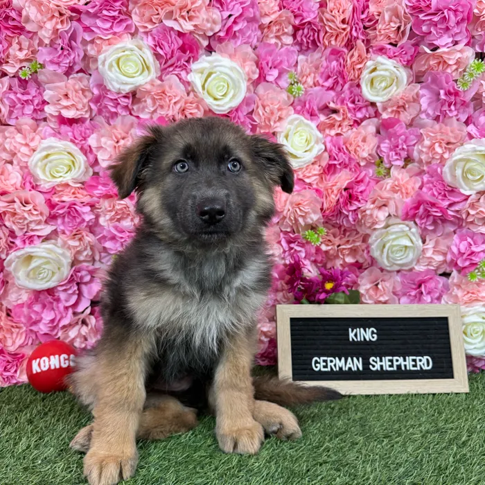 Male German Shepherd Dog puppy named King for sale at Pet Express Braintree.