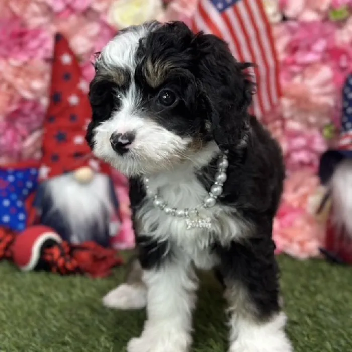 Female Mini Bernedoodle 2nd Gen Puppy for Sale in Saugus, MA