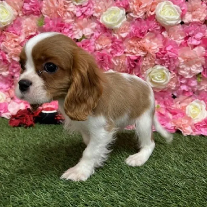 Male Cavalier King Charles Spaniel Puppy for Sale in Saugus, MA