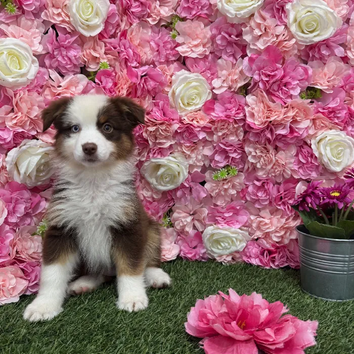 Female Miniature Australian Shepherd Puppy for Sale in Braintree, MA