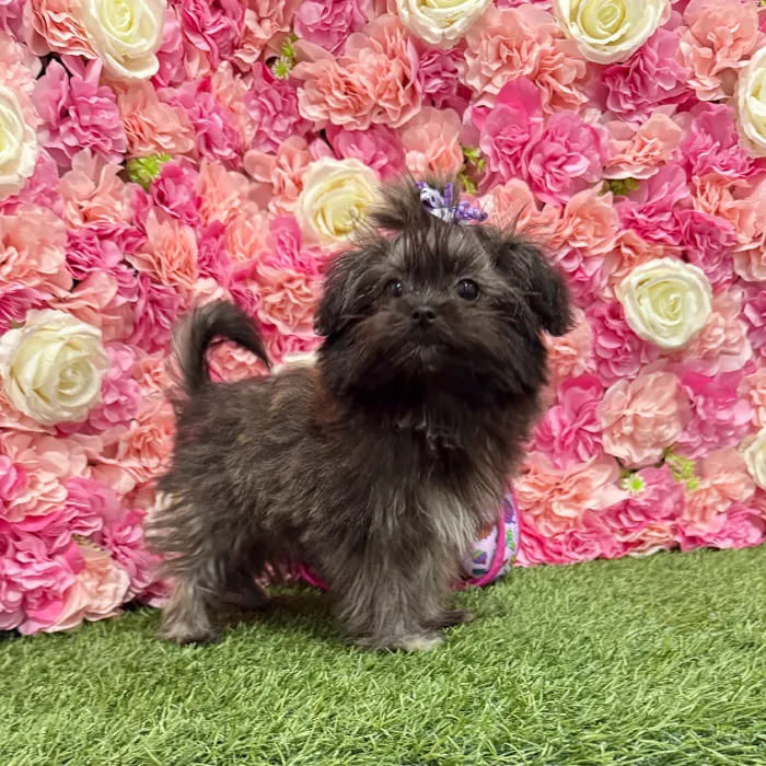 Female Shiranian Puppy for Sale in Braintree, MA