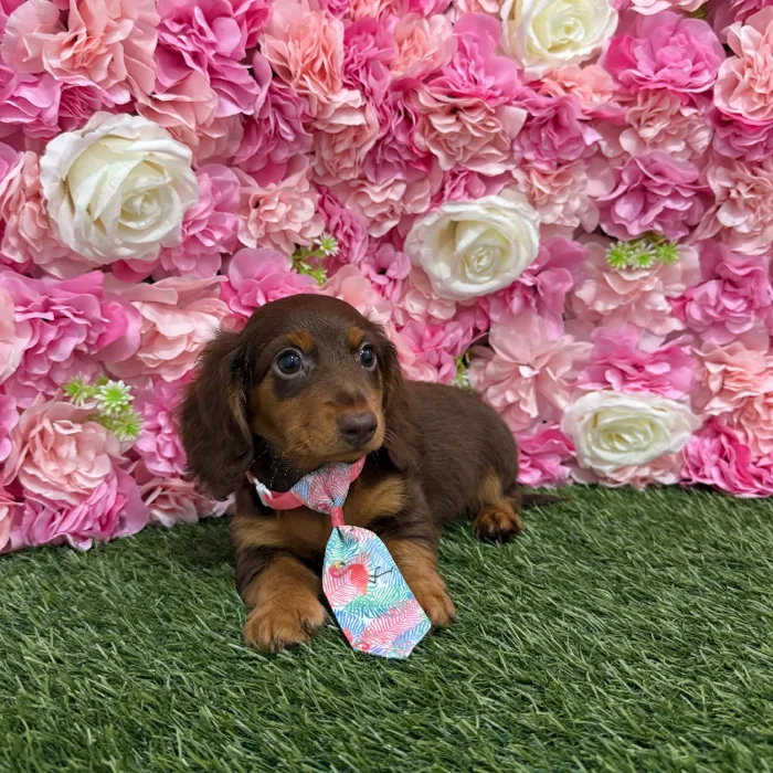 Male Dachshund Puppy for Sale in Braintree, MA