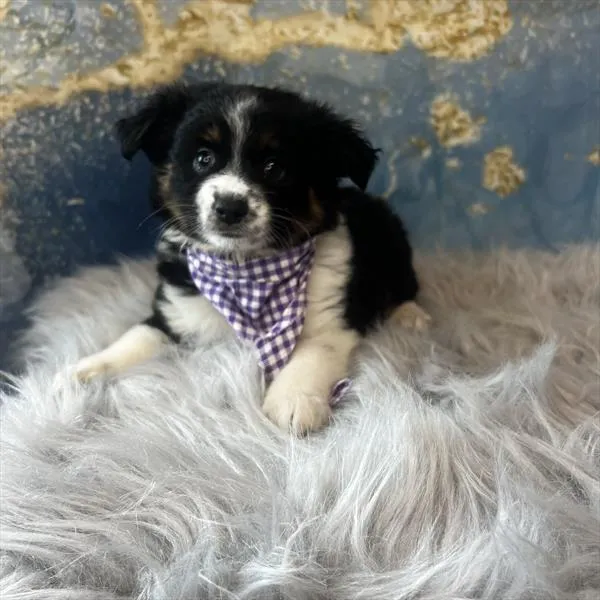 Female Miniature Australian Shepherd puppy named Nova for sale at Pet Express Braintree.