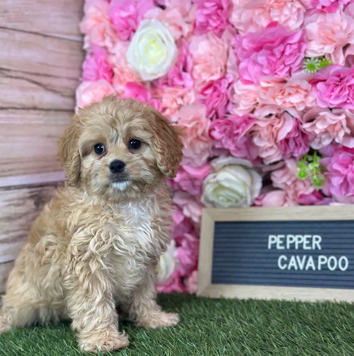 Female Cavapoo puppy named Pepper for sale at Pet Express Saugus.