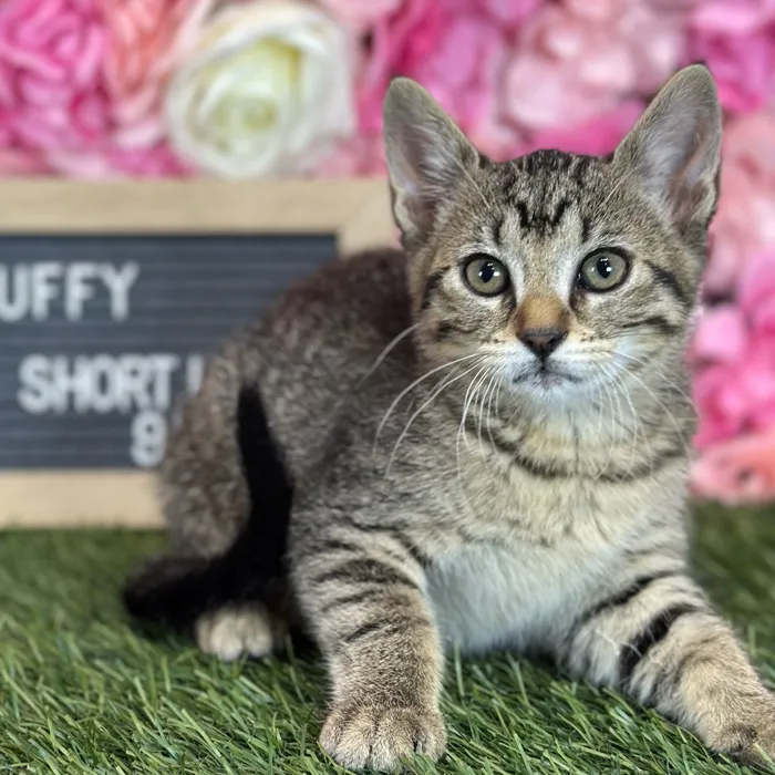 Female Domestic Short Hair kitten named Fluffy for sale at Pet Express Saugus.