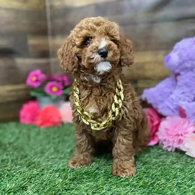 Male Poodle Moyen (Medium) Puppy for Sale in Braintree, MA