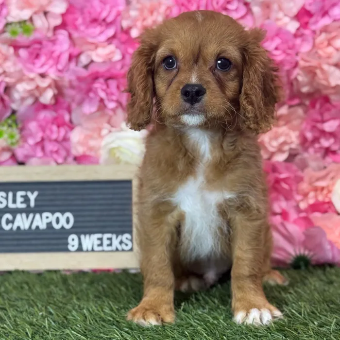 Male Cavapoo 2Nd Gen puppy named Wesley for sale at Pet Express Saugus.
