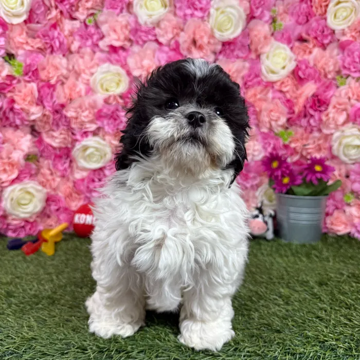 Male Teddy Bear (Zuchon) puppy named Ronaldo for sale at Pet Express Braintree.