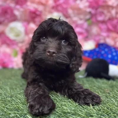 Male Cockapoo Puppy for Sale in Saugus, MA