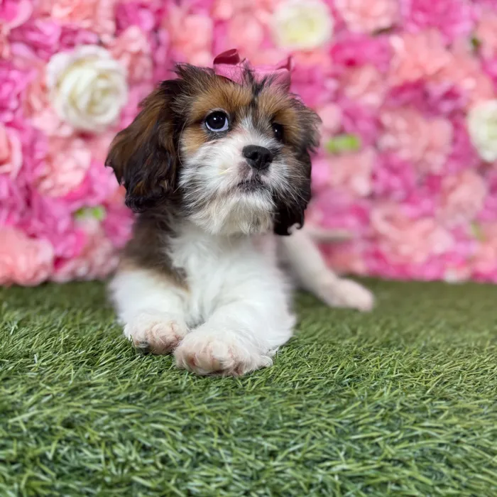 Female Lhasalier puppy named Belle for sale at Pet Express Braintree.