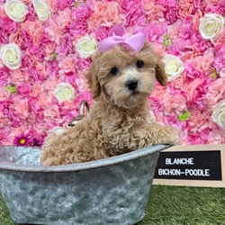Female Bichon-Poodle puppy named Blanche for sale at Pet Express Braintree.