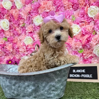 Female Bichon-Poodle puppy named Blanche for sale at Pet Express Braintree.