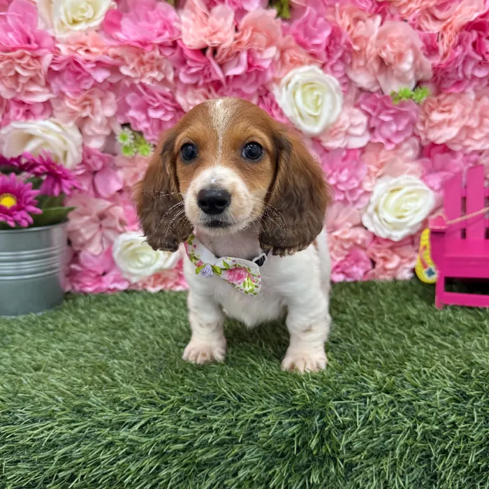 Male Dachshund Puppy for Sale in Braintree, MA