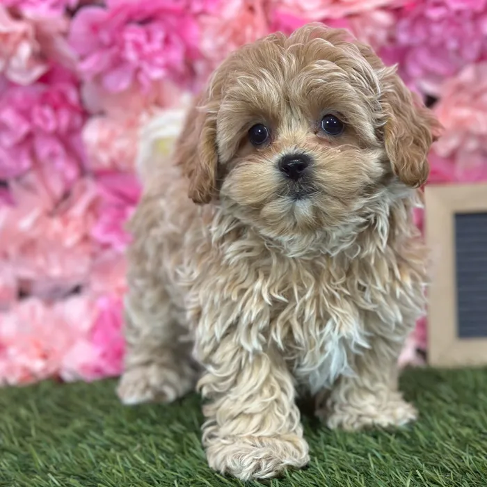 Male Shih-Poo puppy named Perro for sale at Pet Express Saugus.