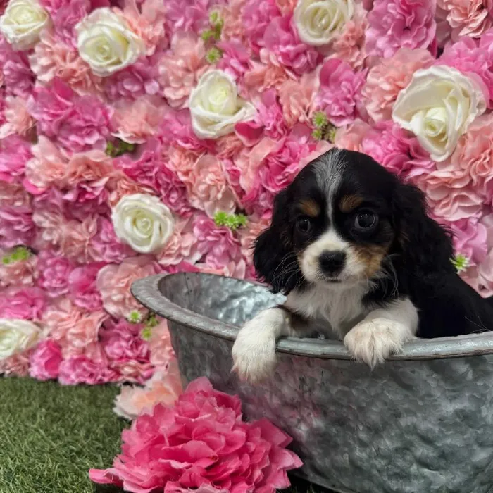 Female Cavalier King Charles Spaniel Puppy for Sale in Braintree, MA