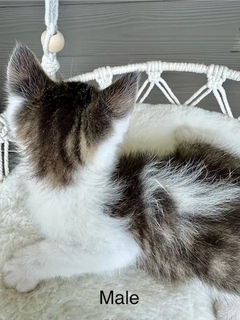 Male Domestic Short Hair kitten named Garfield for sale at Pet Express Saugus.