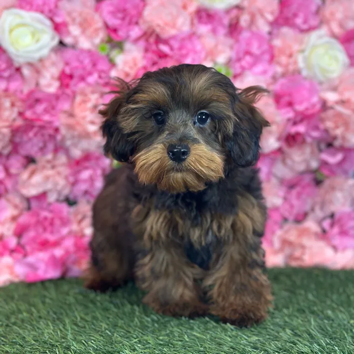 Male Yorkie-Poo puppy named Luke for sale at Pet Express Saugus.