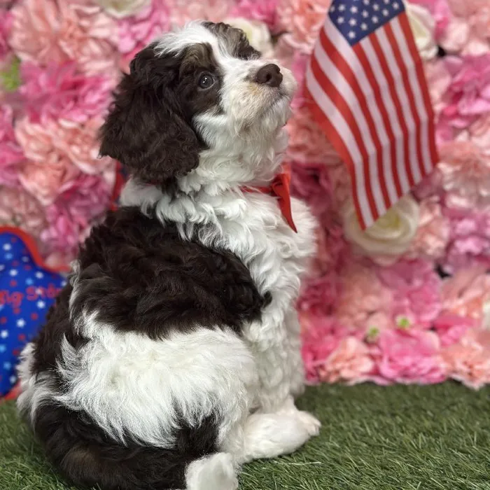 Male Mini Bernedoodle 2nd Gen Puppy for Sale in Saugus, MA