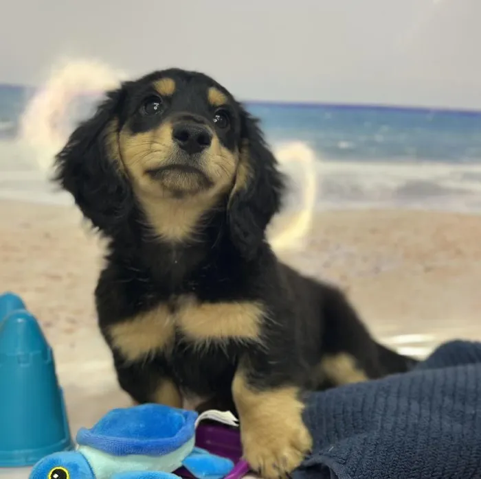 Male Dachshund Puppy for Sale in Saugus, MA