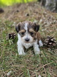car_main_img_/media/ap_media/pets/VPSMGIKMGRTY188768.webp.250x250_q85.webp