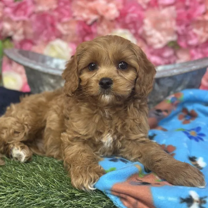 Male Cavapoo Puppy for Sale in Saugus, MA