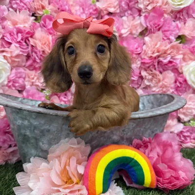 Female Dachshund Puppy for Sale in Braintree, MA