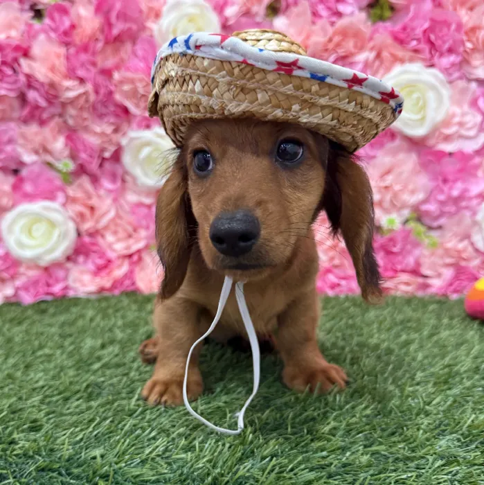 Male Dachshund Puppy for Sale in Braintree, MA
