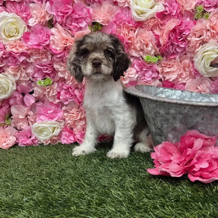 Female Cocker Spaniel Puppy for Sale in Braintree, MA