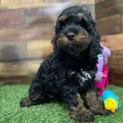 Male Cockapoo Puppy for Sale in Braintree, MA