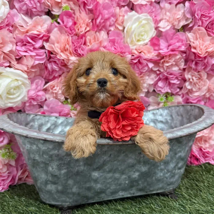 Female Cavapoo 2nd Gen Puppy for Sale in Braintree, MA