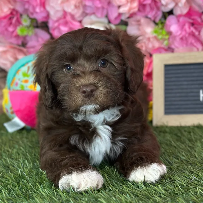 Male Havapoo puppy named Prince for sale at Pet Express Saugus.