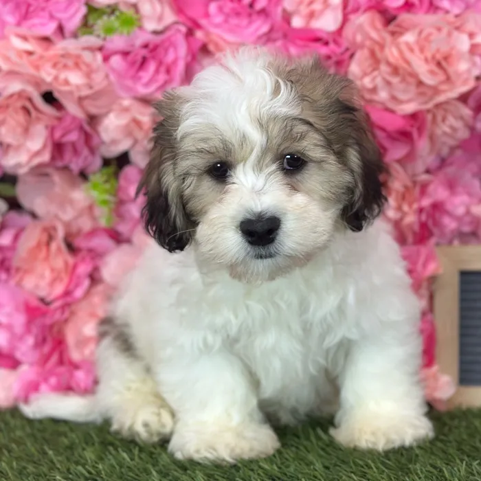 Male La-Chon puppy named Ringo for sale at Pet Express Saugus.