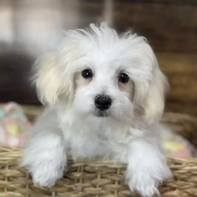 Male Malti-Poo Puppy for Sale in Saugus, MA