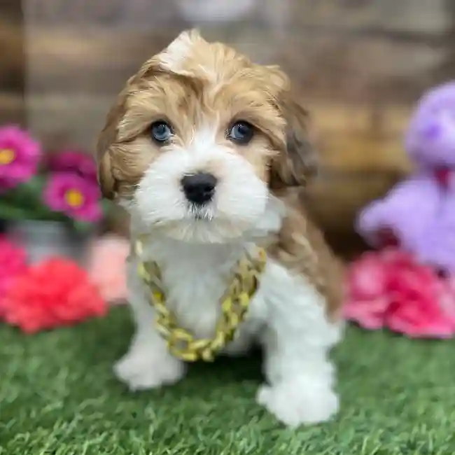 Male Lhasa-Poo Puppy for Sale in Braintree, MA