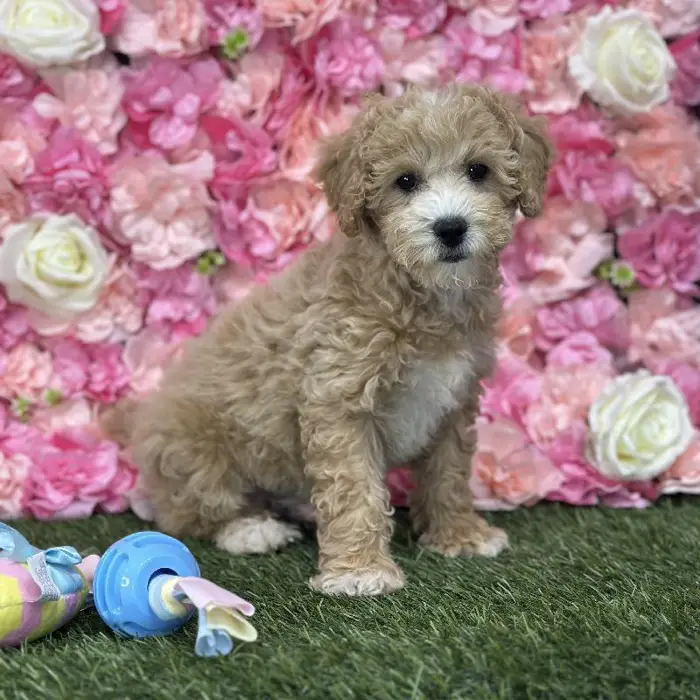 Male Poodle (MINI) Puppy for Sale in Saugus, MA