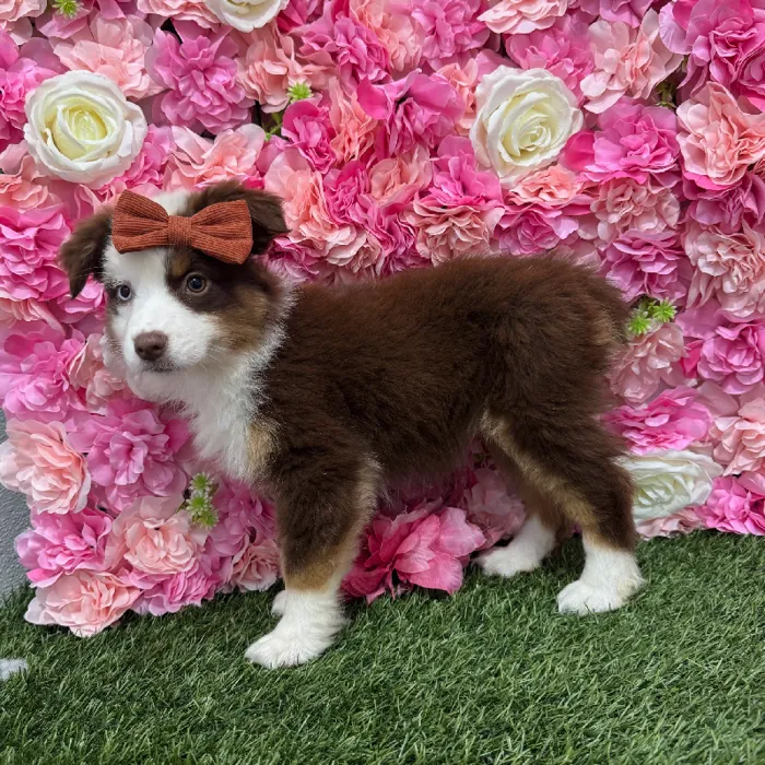 Female Miniature Australian Shepherd Puppy for Sale in Braintree, MA